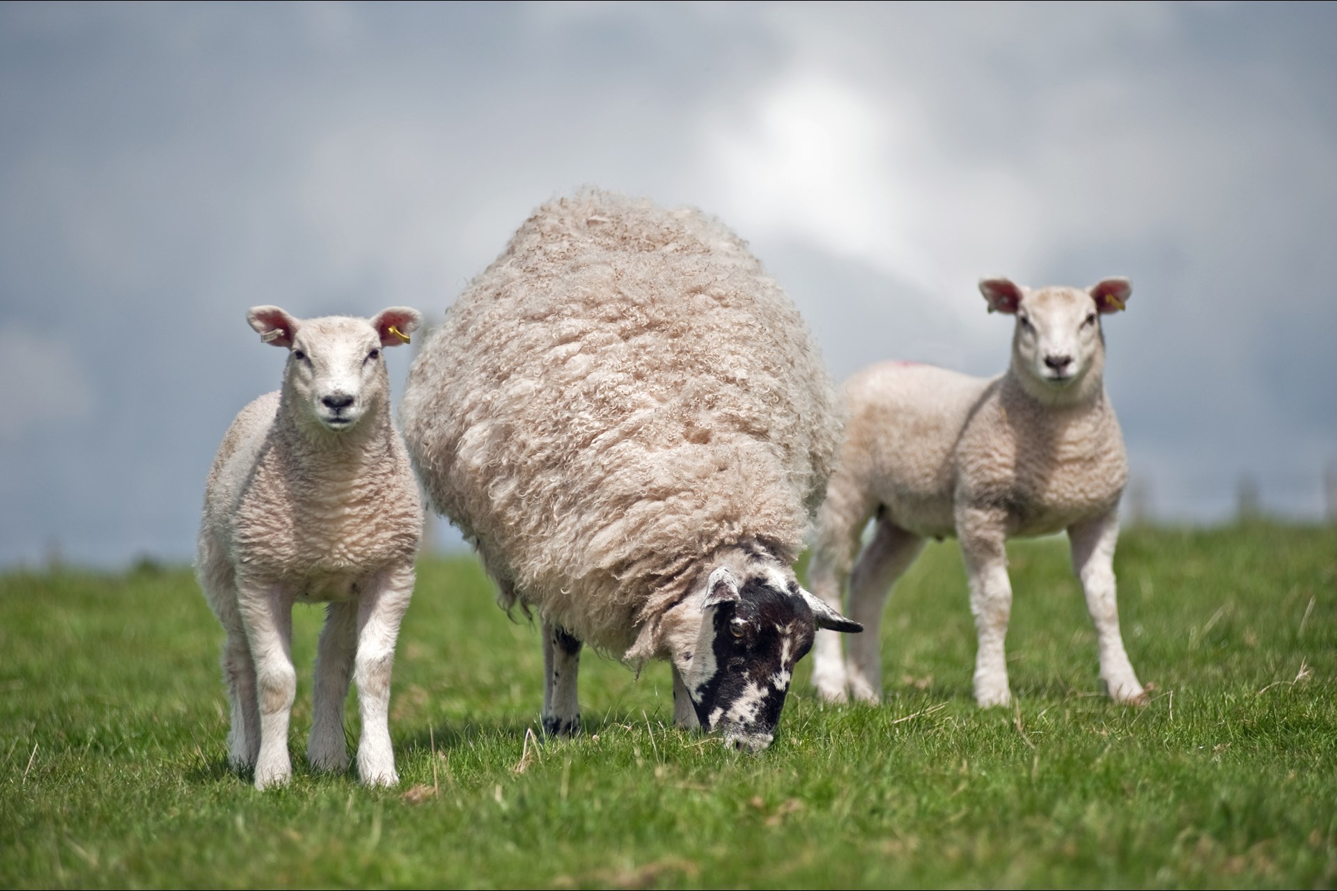 Vitality - Ewe & Lambs